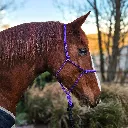 Premium-PPM-Rope-Halter-Odessa-Purple-side