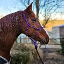 Premium-PPM-Rope-Halter-Odessa-Purple-side