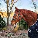 All Weather Halter (9 of 15).webp