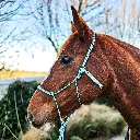 Premium-PPM-Rope-Halter-sea-foam-green-side