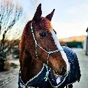 Premium-PPM-Rope-Halter-sea-foam-green-side