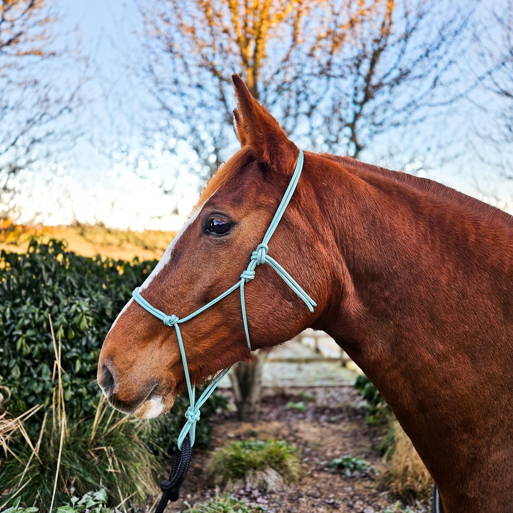 All Weather Halter (4 of 15).jpg