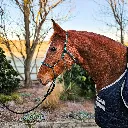 All Weather Halter (10 of 15).webp