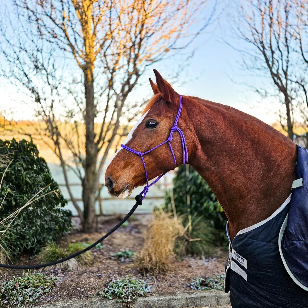 All Weather Halter (5 of 15).webp