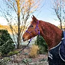 All Weather Halter (5 of 15).webp