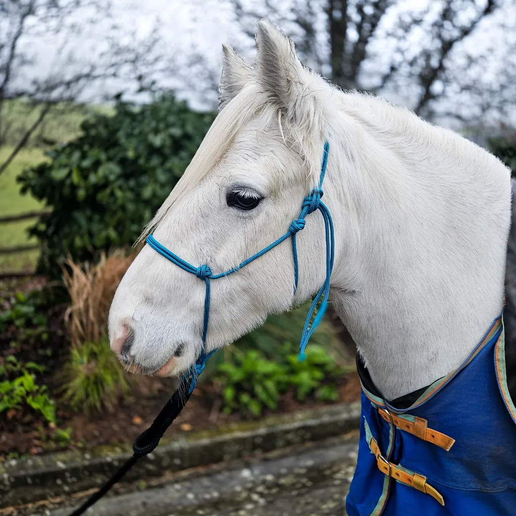 All Weather Halter (8 of 11).webp