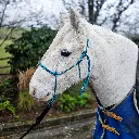 All Weather Halter (8 of 11).webp