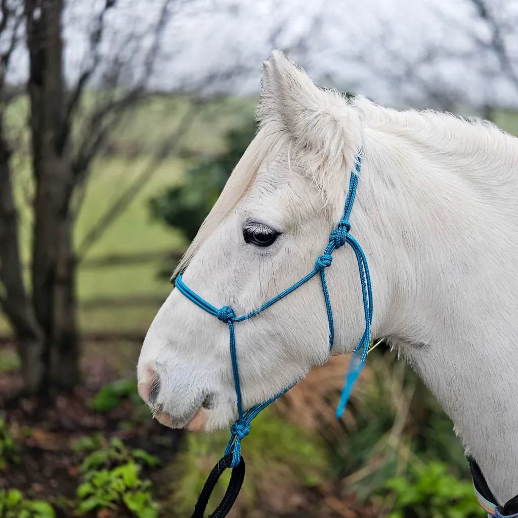 All Weather Halter (9 of 11).webp
