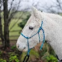 All Weather Halter (9 of 11).webp