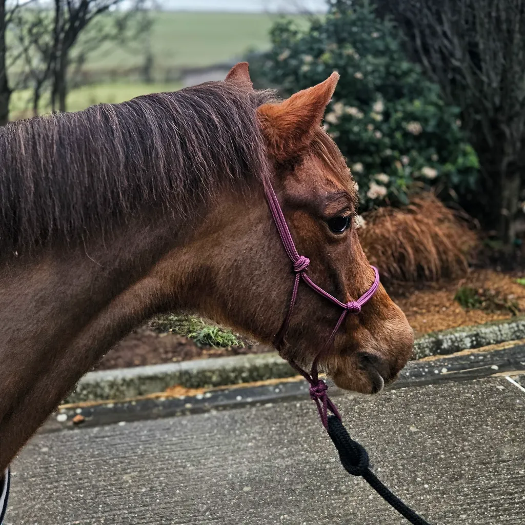 Premium-PPM-Rope-Halter-porto-burgundy-side