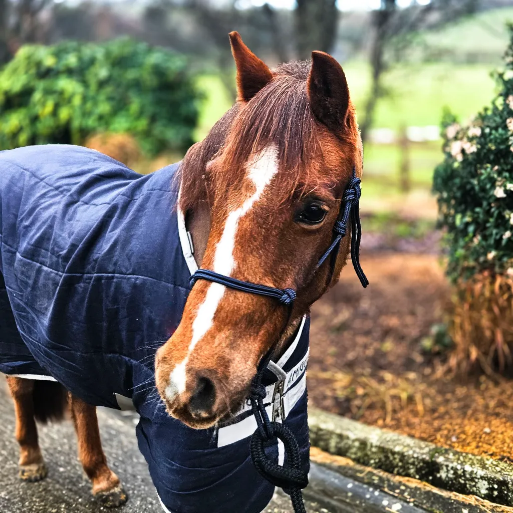 All Weather Halter (4 of 11).webp