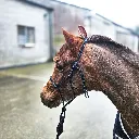 All Weather Halter (3 of 11).webp