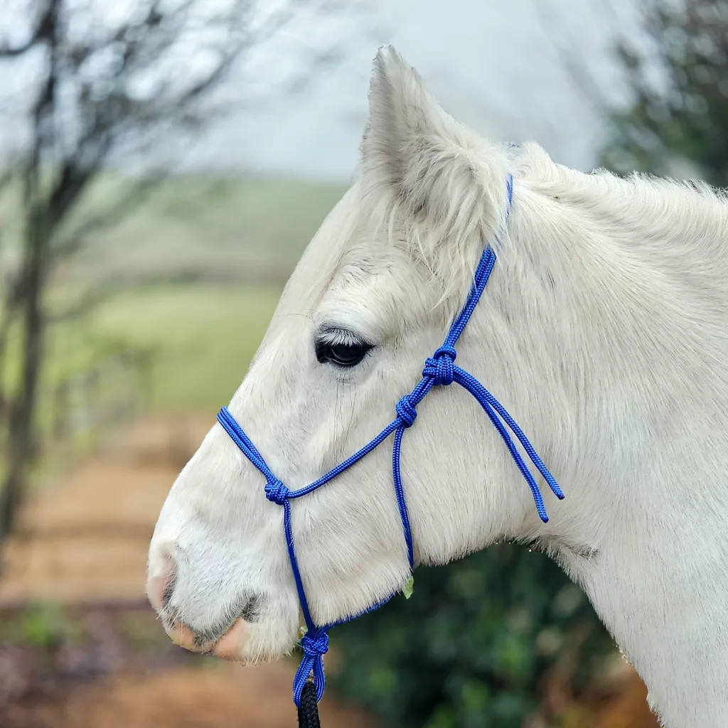 All Weather Halter (6 of 11).webp