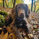 biothane-dog-collar-anchor-point-dark-blue-lifestyle