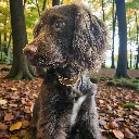 biothane-dog-collar-pioneer-brown-lifestyle