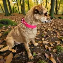 biothane-dog-collar-berry-burst-neon-pink-lifestyle