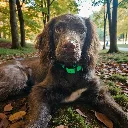 biothane-dog-collar-electric-lime-neon-green-lifestyle