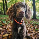 ORANGE_CRUSH_DOGS (3).webp