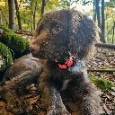 WATERMELON_POP_MILO (1).webp