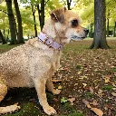 biothane-dog-collar-lavender-dream-pastel-purple-lifestyle