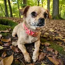 biothane-dog-collar-misty-coral-pink-lifestyle