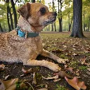 biothane-dog-collar-sea-foam-sea-green-lifestyle