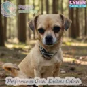 Hi-Vis Reflective Dog Collar | Cyber Shadow