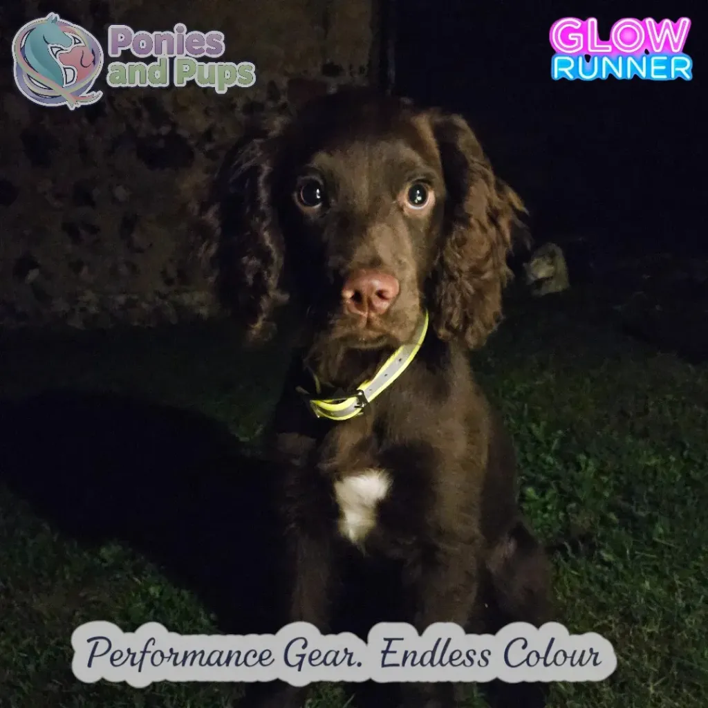Hi-Vis Reflective Dog Collar | Glow Runner (Extra Small)