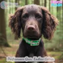 Hi-Vis Reflective Dog Collar | Fusion Flash