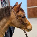 Precision All Weather Rope Halter | Pioneer