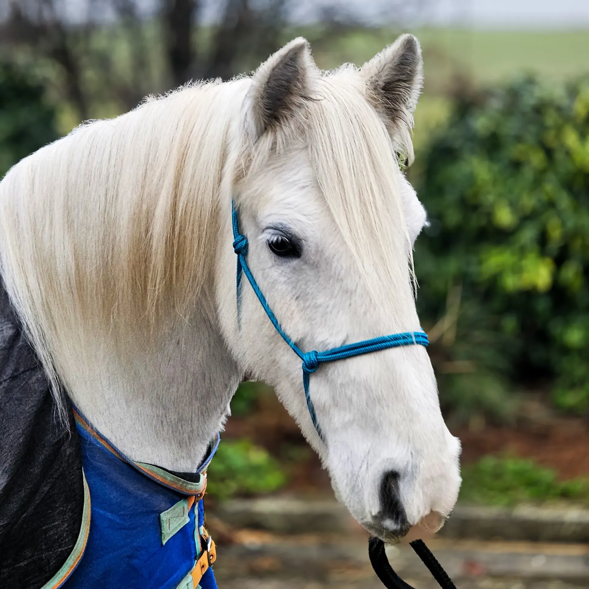 Precision All Weather Rope Halter | Caspian (Teal)