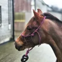 Precision All Weather Rope Halter | Porto