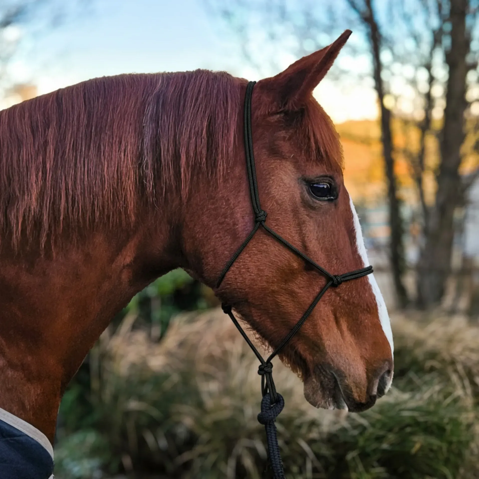 Precision All Weather Rope Halter (Small Pony, Basecamp)